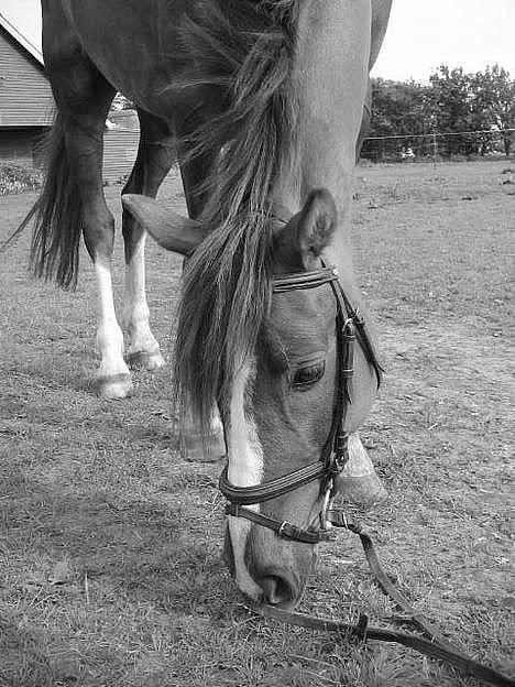 Anden særlig race Samson Solgt - samsons dejlige hovede......... smiler..... billede 1