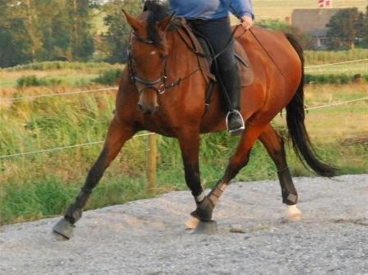 Dansk Varmblod Savannah - Vanka - Lidt schenkelvigning. D. 12/8 2007 billede 7