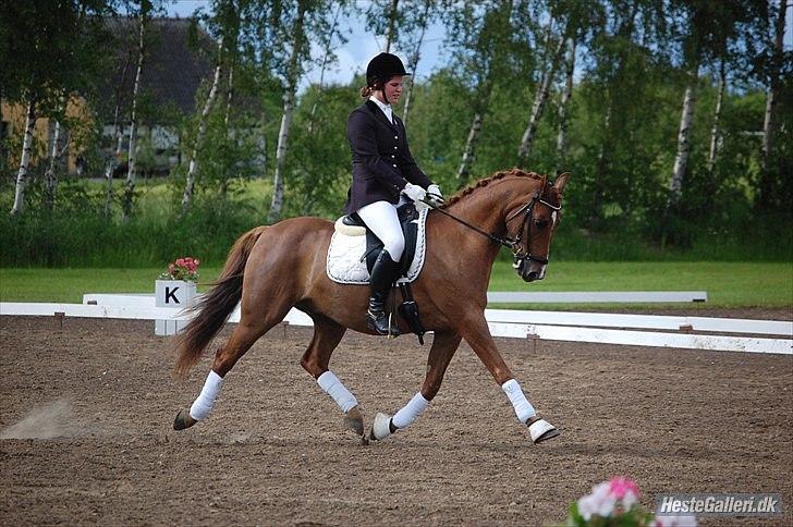 Anden særlig race <3Kashmir Mit et og alt<3 - Min stjerne i BOGØ 2010 billede 10