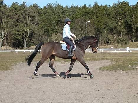 Dansk Varmblod Wonder *Død* - Han er bare skøn at ride.. billede 3