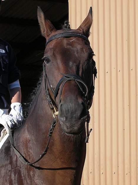 Dansk Varmblod Wonder *Død* - Hans hoved. Taget da jeg var nede og prøve ham.. billede 5