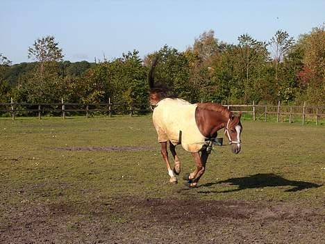 Anden særlig race Irish Duke (Solgt) - Her bukker Irish Duke ude på marken.. Det er han bare ikke særlig god til.. billede 12