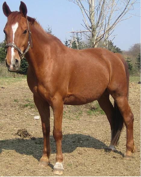 Anden særlig race StaldSakstrup's Dusty...! billede 7