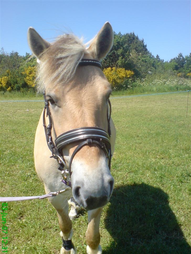 Fjordhest Freja - Dyrskue billede 19
