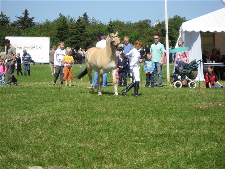 Fjordhest Freja - Freja og Cecilia.... Dyrskue, agility billede 20