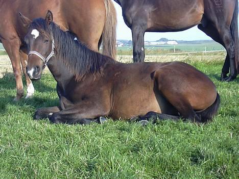 Trakehner Rødhøjs Chopstar - Sommeren 2005 - putter :) billede 18