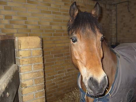 Dartmoor Molly Malone billede 11