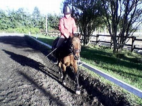 Dartmoor Molly Malone billede 13