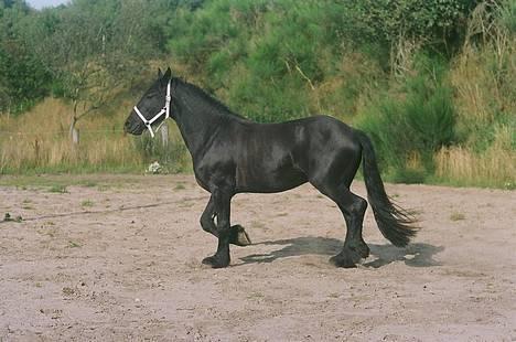 Frieser Dark fan der Wagner *DØD* billede 11