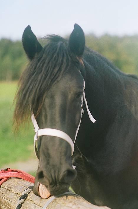 Frieser Dark fan der Wagner *DØD* billede 12