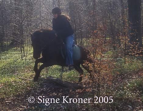 Islænder Hrafntinna fra Hejelte - Rappen springer i skoven. Flink pige!! :D billede 9