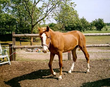 Frederiksborg Locky Classic *Solgt* - Her er Classic så dagen efter jeg købte hende... 1 år gammel.. billede 2