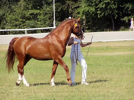 Frederiksborg Locky Classic *Solgt* - Min hest´s far.. Matador af Iglsø.. *Til salg* billede 4