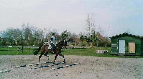 Dansk Varmblod Wonder *Død* billede 6