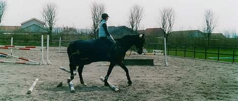 Dansk Varmblod Wonder *Død* billede 13