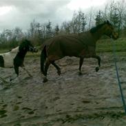 Dansk Varmblod Just Ask