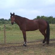 Dansk Varmblod Just Ask