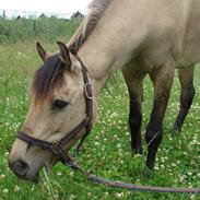 Anden særlig race Zafir