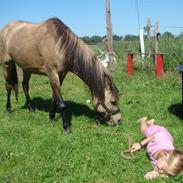 Anden særlig race Zafir