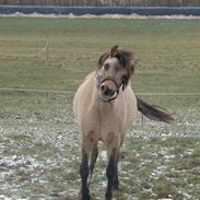 Anden særlig race Zafir