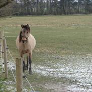 Anden særlig race Zafir