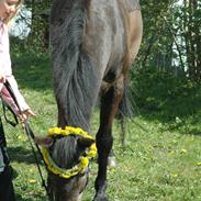 Anden særlig race Freddie Fræk R.I.P. min pony! <3 