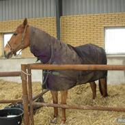 Dansk Varmblod Pablo - R.I.P 