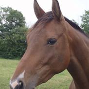 Anden særlig race  -  Leika * SOLGT*