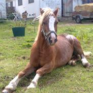 Welsh Mountain (sec A) Amigo