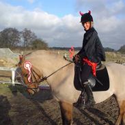 Anden særlig race Lady