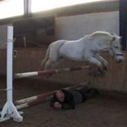 Anden særlig race Denise