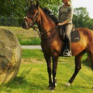 Hollandsk Sportspony Oscar