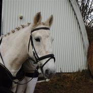 Anden særlig race Finesse (Død d. 15 maj) 