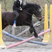 Welsh Cob (sec D) Berta 