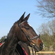 Anden særlig race Nybo's Odessa