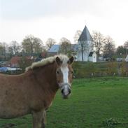 Haflinger Cora<3