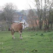 Haflinger Cora<3