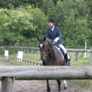 Anden særlig race Nybo's Odessa