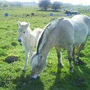 Fjordhest vamdruplunds Maja