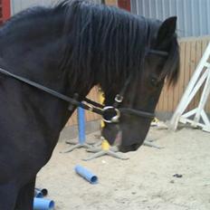 Welsh Cob (sec D) Chalfont Lisanja - Part