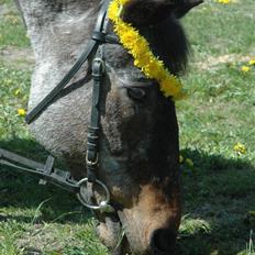 Anden særlig race Freddie Fræk R.I.P. min pony! <3 