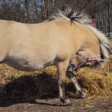 Fjordhest Freja | Stjerneponyen<3.