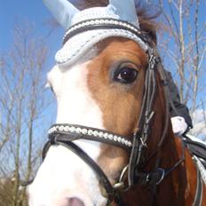 Welsh Pony (sec B) Hannibal  (SOLGT!) 
