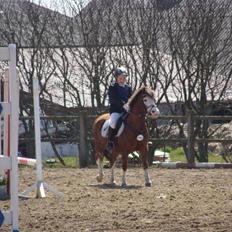 Welsh Pony (sec B) Hannibal  (SOLGT!) 