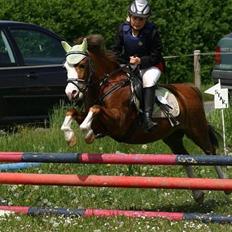 Welsh Pony (sec B) Hannibal  (SOLGT!) 