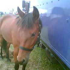 Traver Liselotte Astrup