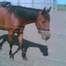 Traver Liselotte Astrup