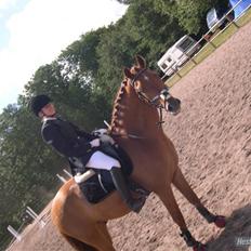 New Forest Brandon SOLGT