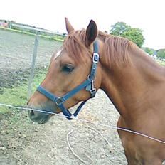 New Forest Brandon SOLGT