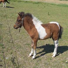 Anden særlig race Brego Solgt